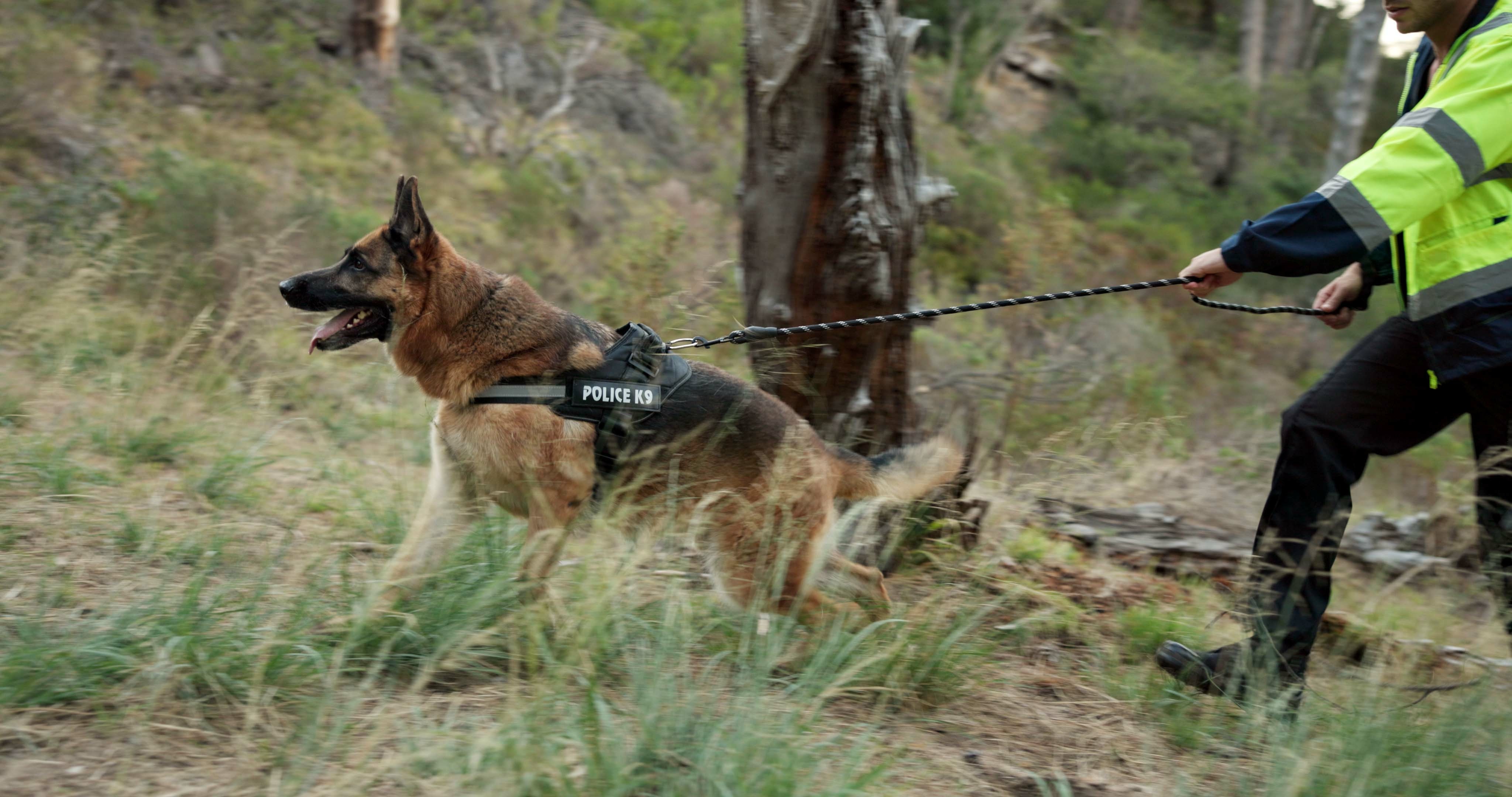 K9 Search Units